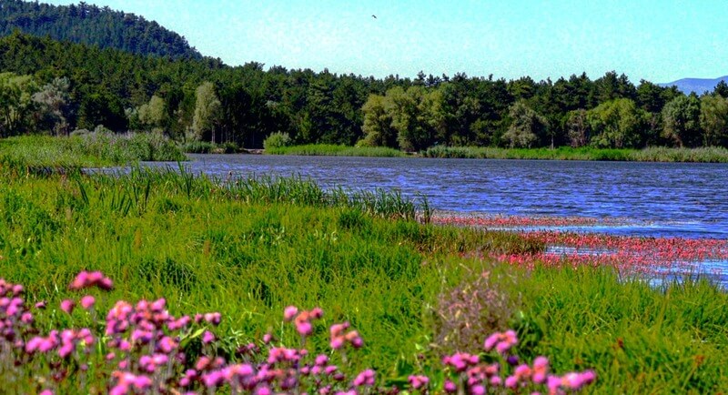 Golcuk Yaylasi Kamp Alani