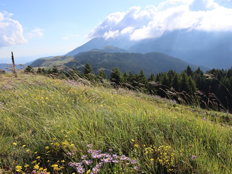 Ilgaz Dagi Milli Parki Kamp Alani