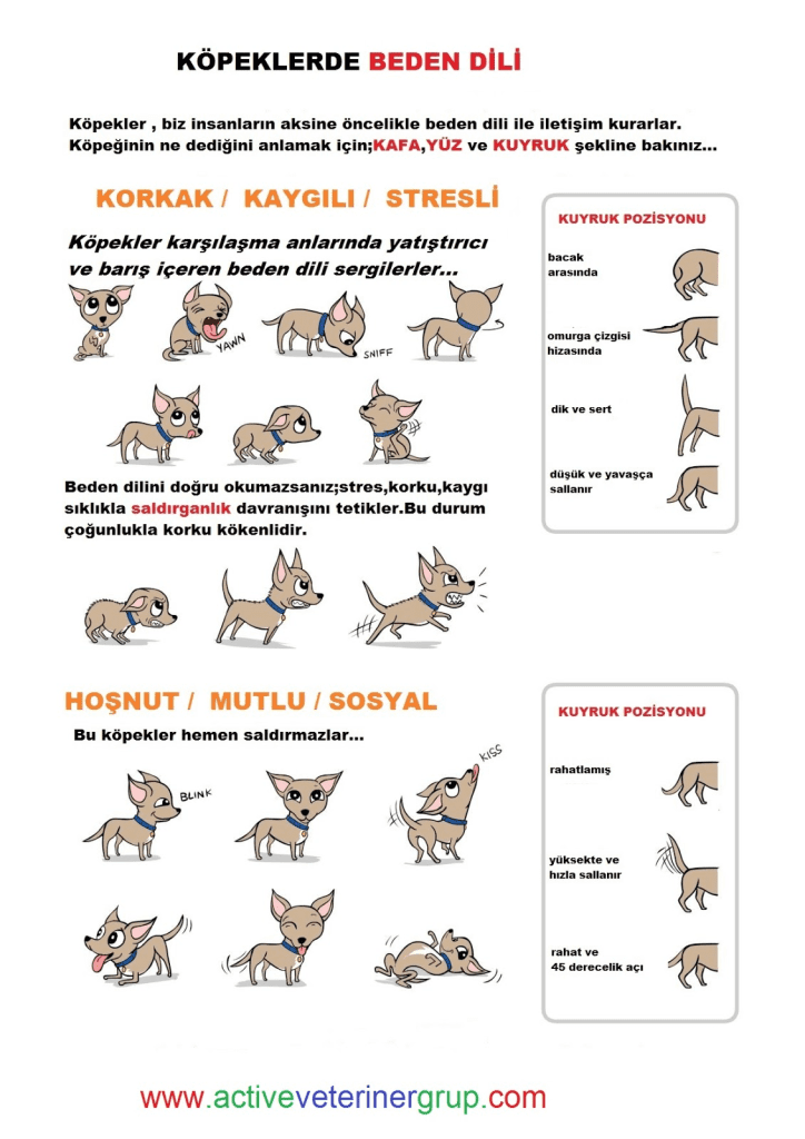 Doğada ve Yürüyüşte Köpekle Karşılaşma