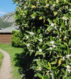 Olimpos Deep Green Bungalows