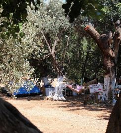 Kaş Olympos Mocamp