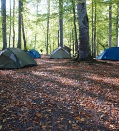 Yedigöller Kamp Alanı,Habitat Mesire