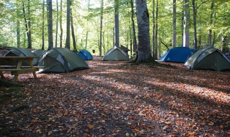 Yedigöller Kamp Alanı,Habitat Mesire