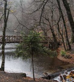 Yedigöller Kamp Alanı,Habitat Mesire