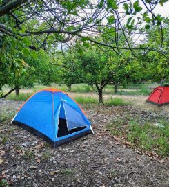 Çekirdeksiz Mandalin Camping