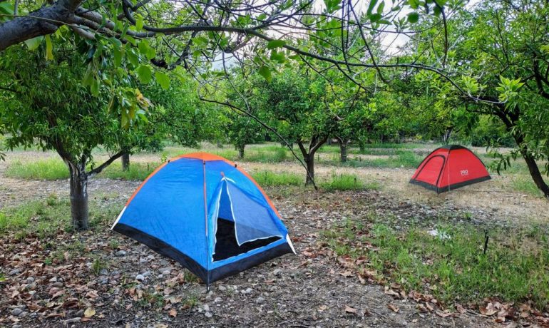 Çekirdeksiz Mandalin Camping