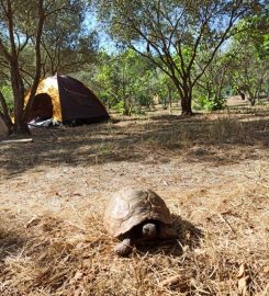 Asgard Camping