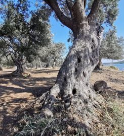 Ayvalık Adaları Kamp Alanı