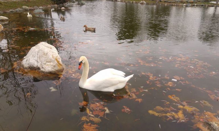 Yedikuğular Kuş Cenneti Kamp Alanı