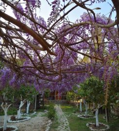 Olympos Baykuş Lodge