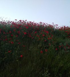 Dodurga Barajı Kamp Alanı