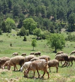 Kurşunlu Köyü Kamp Alanı