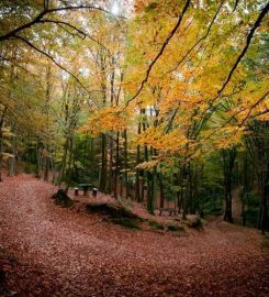 Belgrad Ormanı Kamp Alanı