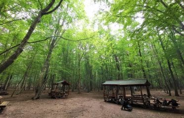 Belgrad Ormanı Kamp Alanı