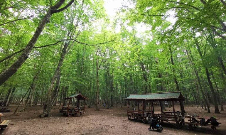 Belgrad Ormanı Kamp Alanı