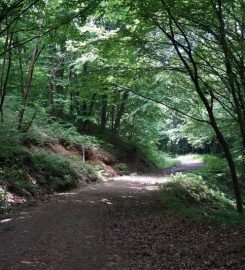 Belgrad Ormanı Kamp Alanı