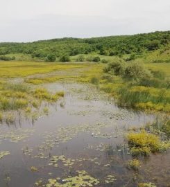 Karacaköy Göleti Kamp Alanı