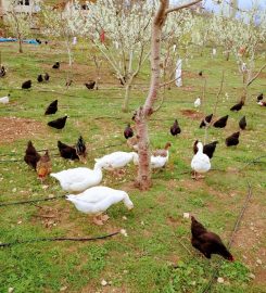 Arslanköy Doğa Pansiyon Camping