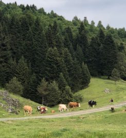 İnönü Yaylası Kamp Alanı