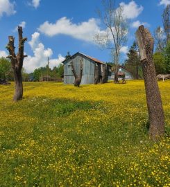 Acelle Yaylası Kamp Alanı