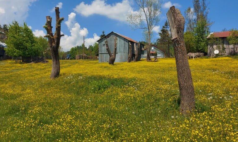 Acelle Yaylası Kamp Alanı