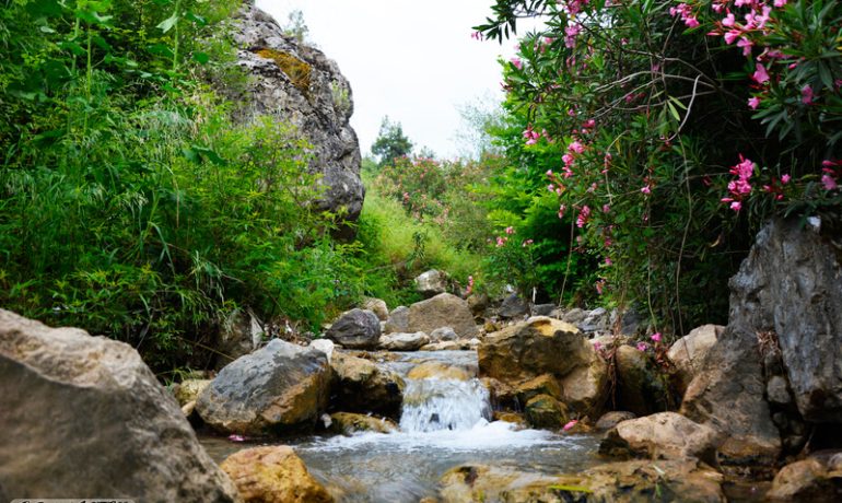 Mesir Tabiat Parkı Kamp Alanı