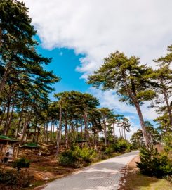 Çamlıca Tabiat Parkı Bungalov Evleri