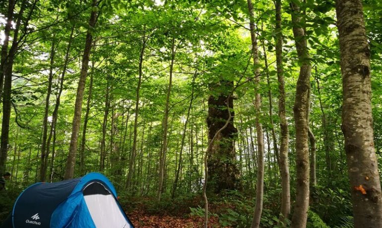 Kuzuyayla Tabiat Parkı Kamp Alanı