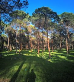 Mavikent Tabiat Ormanı Kamp Alanı