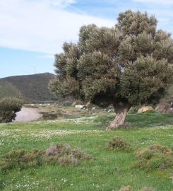 Badembükü Kamp Alanı