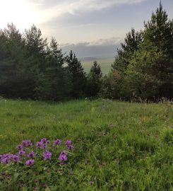 Ardahan Kent Ormanı Kamp Alanı