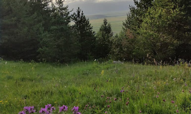 Ardahan Kent Ormanı Kamp Alanı