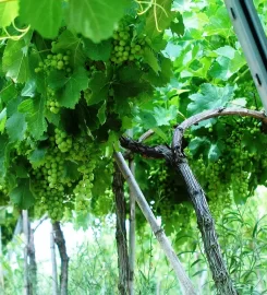 Bakucha Vineyard Hotel & Spa