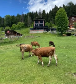 Ayder Villa de Pelit