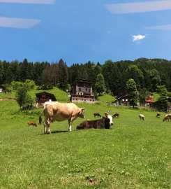 Ayder Villa de Pelit
